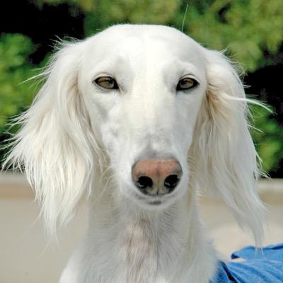 I'm Luraine! I'm a kind-hearted Saluki. Single, but that's fine! I love making friends, and love winning dog shows! -Mature Content at times-