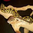 Shane cantrell - @CCreekreptiles - Twitter