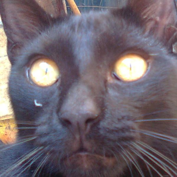 negroelgato's profile picture. 