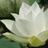 AseelSalamah's profile image