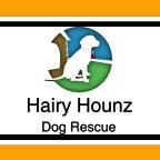 HH Dog Rescue (@hairy_hounz) 's Twitter Profile