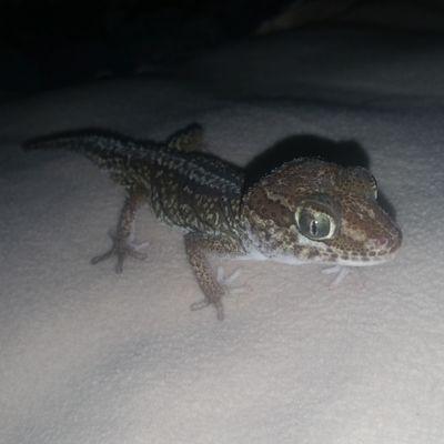 BombBayBayEh's profile picture. 