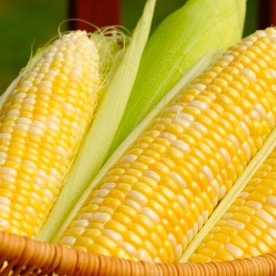 lifeiscorn's profile picture. corn is everything