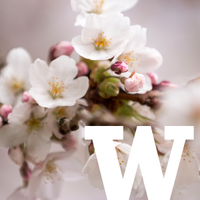 UW Cherry Blossoms (@uwcherryblossom) 's Twitter Profile Photo UW Cherry Blossoms (@uwcherryblossom) 's Twitter Profile Photo