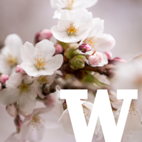 UW Cherry Blossoms(@uwcherryblossom) 's Twitter Profile Photo