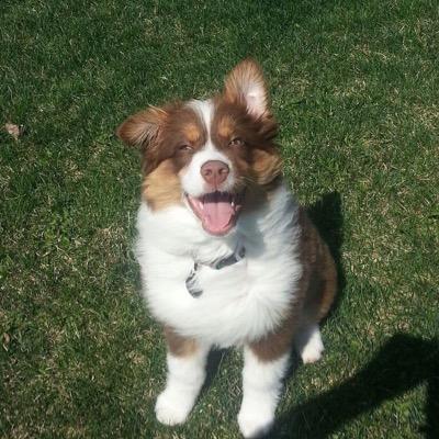 DM us puppy pics ❤️
