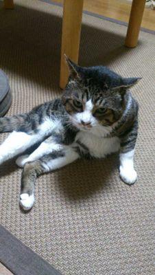 watari_xxx's profile picture. 無言フォロー失礼します
廃課金ウサミンPの人です
デレステを主に置きゲーもやります
学マスもやってるよ
モンハンとかフロムゲー大好きマン
恒常低浮上