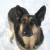 National Dog News (@Eims4gsds) Twitter profile photo