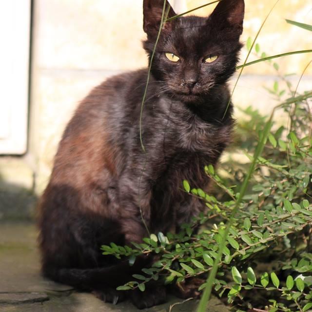 HelpTheStrays's profile picture. Helping to save stray dogs & cats in UK & EU