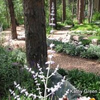 Kathy Green(@gardenfornature) 's Twitter Profile Photo