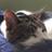 MySlowMoCat's profile image