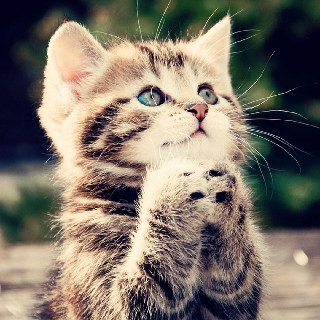 cheerleading is my thing & by the way, i love cats!