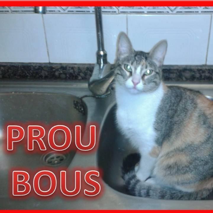 ABOLICIOBRAUS Profile Picture