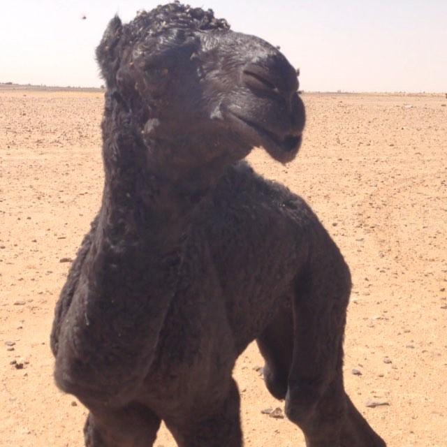 saednaif1122's profile picture. حبي ركاده