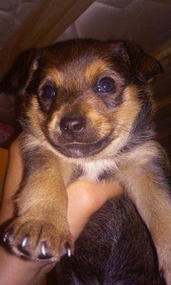 Pyschadelicwolf's profile picture. 