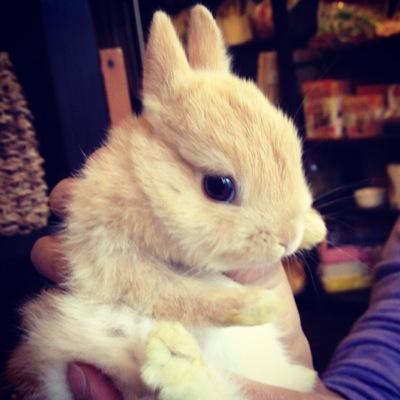 2012.2/11生まれ🐰うさぎのビスケ(♂)です。びちおとか、びちゃんとか呼ばれています(・x・)よろしくね!