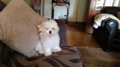 saez_elvira's profile picture. 