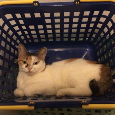 4gJCzYi5N3LyRIu's profile picture. よろしくお願いします！