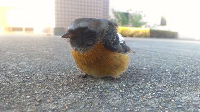 旅行したい人間です。