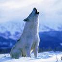LOBO (@0loboblanco) Twitter