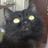 bettymezzocat's profile image