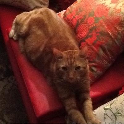 Happy to be a Spinster of the Parish with Merlin my beloved cat!