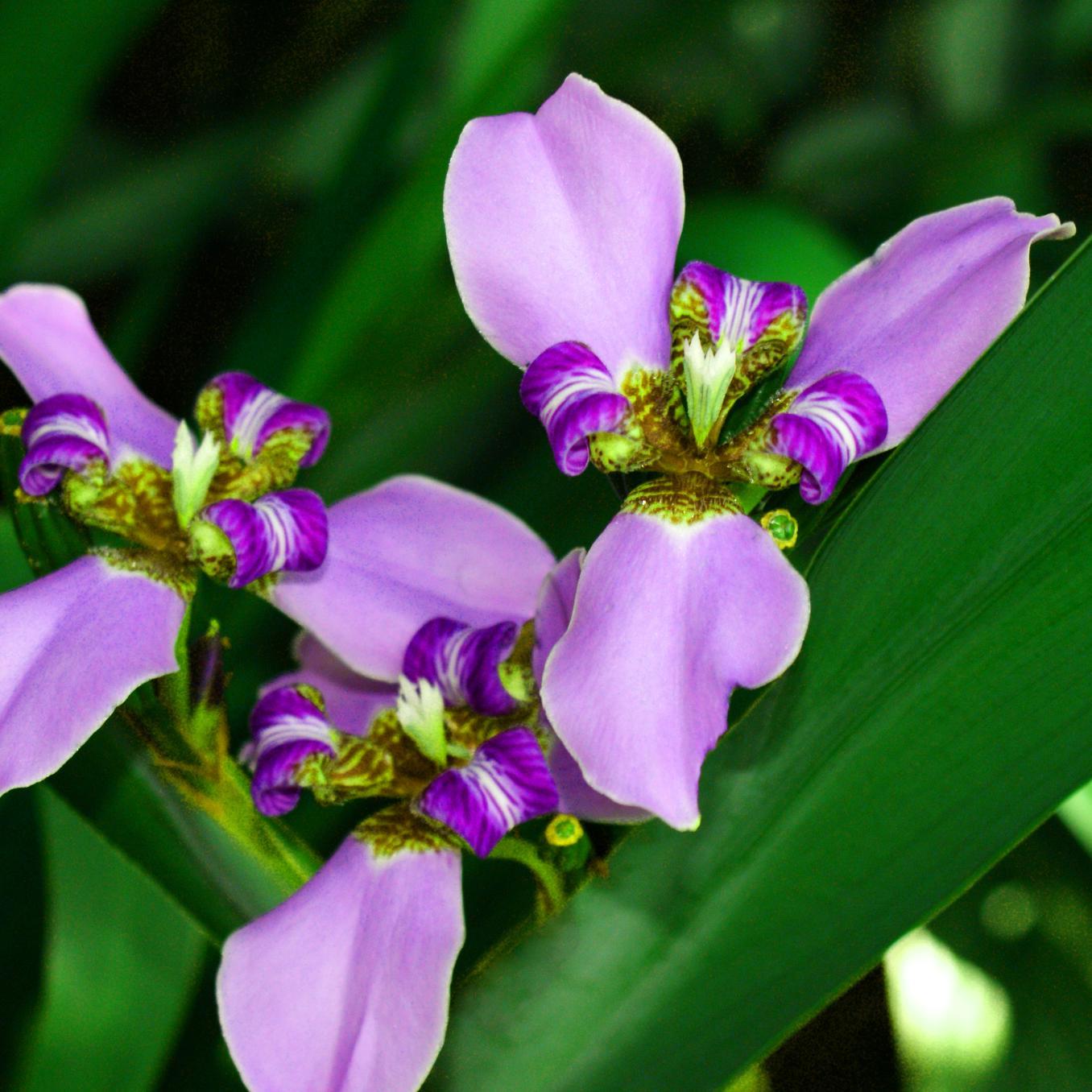 SvetkuDiena's profile picture. Katra diena ir SvētkuDiena! Kura ir tava?Te publicēsim aktīvu cilvēku dzimšanas dienas un citas svētku dienas. Vari papildināt sarakstu? #SvetkuDiena