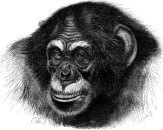 monkeyology's profile picture. Just monkeying around