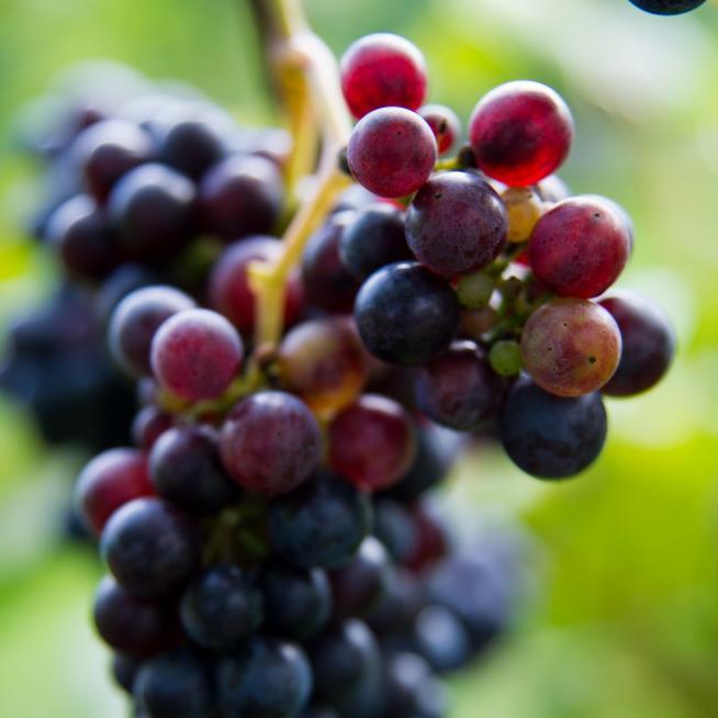 anthroenology's profile picture. Exploring the intersection of taste and sustainability in the world of wine.