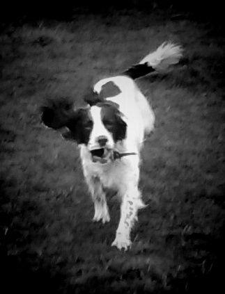 charliedetdog's profile picture. Rescued from roadside late last year now starting life as a detection dog. Everyone says I'm going to be fab!