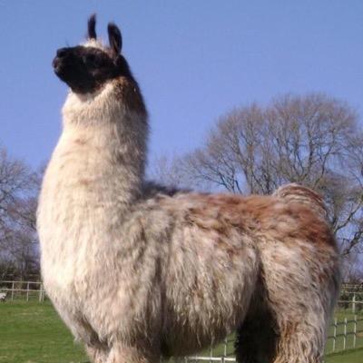 Llama farm of 76 llamas in North Devon. Specialist breeder and importer of beautiful woollies since 2004. Llamas for sale. Llama trekking and adoption available