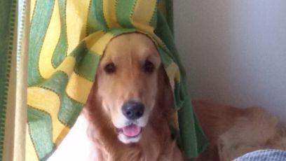 18_garfield's profile picture. dog crazy...partial to golden retrievers