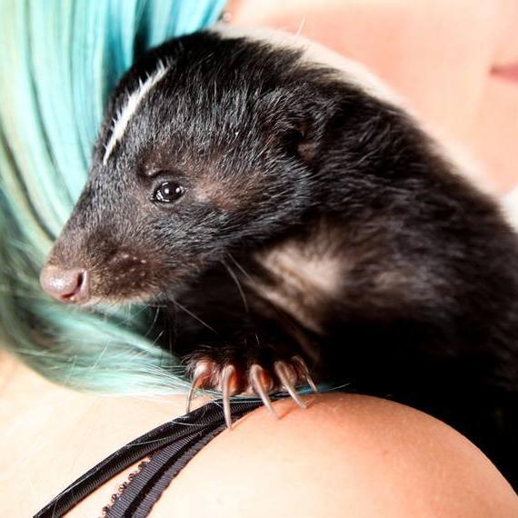 flecsofficial's profile picture. Fair Legislation for Exotics Campaign Scotland