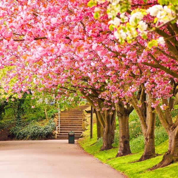 SpringQuotes's profile picture. Cute spring quotes for you!