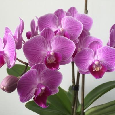 luvzdarkcolours's profile picture. 