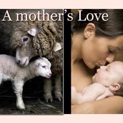 protect animals , support vegetarians, against non- vegetarians and ready to stop cruelty against animals