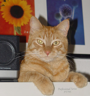 RustytheCat's profile picture. Cat, Tabby Cat - I like to hunt down small creatures, play with them, and have them for dinner. I am also a cat DJ for pawpawty events.