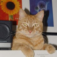 Rusty (@rustythecat) 's Twitter Profile