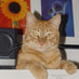 Rusty (@rustythecat) Twitter profile photo
