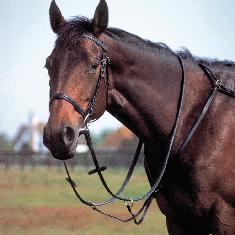 HoovesClawspaws's profile picture. 