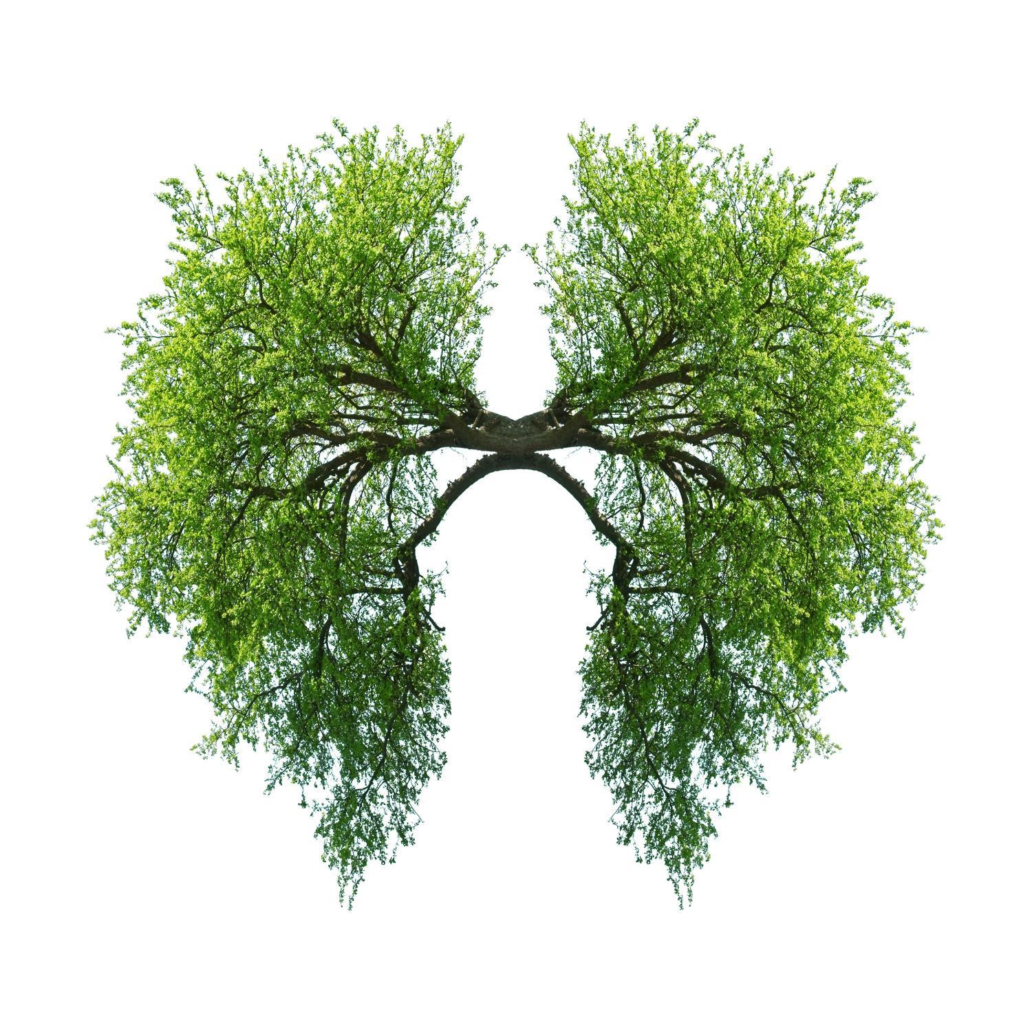 RespirologieFr's profile picture. 