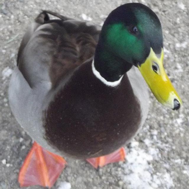 meleksezgili's profile picture. Hayvesever İnsan Sevmez