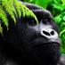 My African Traveller (@myafricantrav) Twitter profile photo My African Traveller (@myafricantrav) Twitter profile photo
