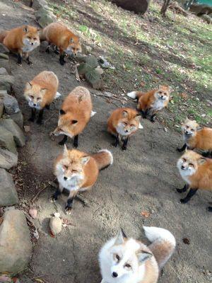単語と一緒にかわいい動物さん達の画像を載せてます！癒されながら覚えれば効果倍増！？ レベルは初級～中級。フォローバック致します(* ﾟ∀ﾟ)♥