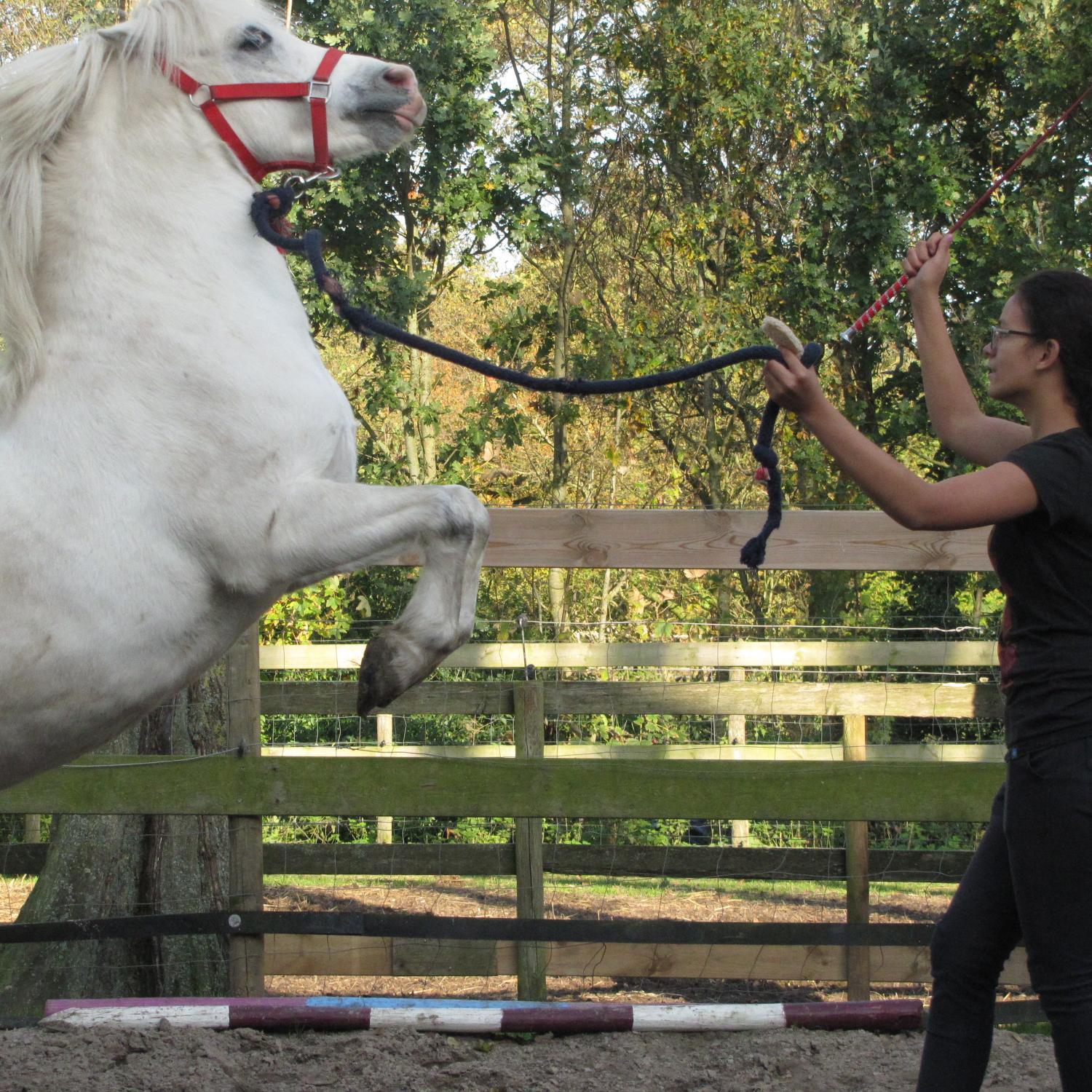 NaturaShowteam's profile picture. Heey! Wij zijn Senna, Giulia, Bente en Danielle en samen zijn wij showteam Fiducia! Wij doen aan VD, ND en rijden. Voor meer info kijk op onze site!