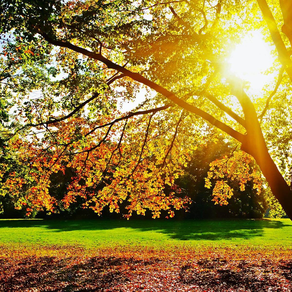 shine524's profile picture. 