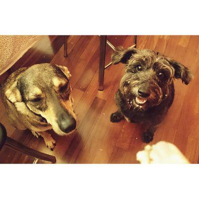 Duas Vira-Latinhas irmãs de criação!
Adotadas em 2012!
Amamos brincar, correr, dormir e aprontar! #viralatas #cachorro #NãoCompreAdote #adote