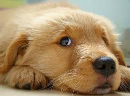 kopekler_yavru's profile picture. 