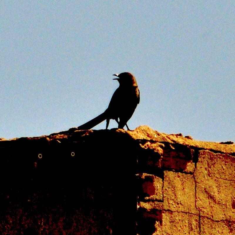 NatureNotebook's profile picture. Lost, soon-to-be-forgotten or exceptionally lovely words, phrases & figures of speech from the natural world. Compiled by @9brandon