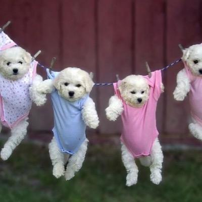 Here you'll get your daily prescription of puppy cuteness, like, rt, whatever to make peoples days better